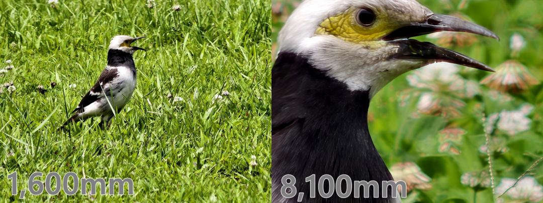 Using the 400mm teleconverter Gen2 Ultra for bird photography, the result is clear and sharp imaging, including fine details such as feather texture. Coupled with optimization processing through AI, the image quality is improved while still maintaining a natural and realistic texture.