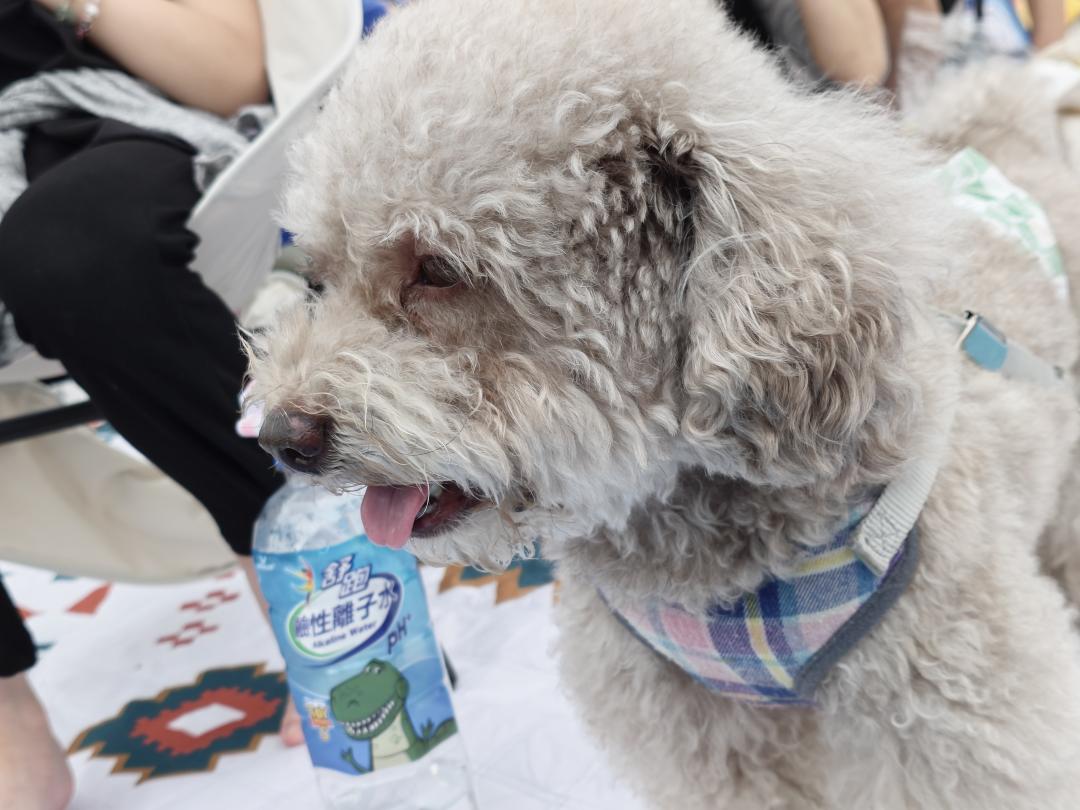 Sony provides animal eye focusing in the camera department, which can still accurately capture dogs even if their hair is thick.